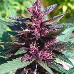 Buddha Purple Kush Autofloreciente Feminizada de Buddha Seeds