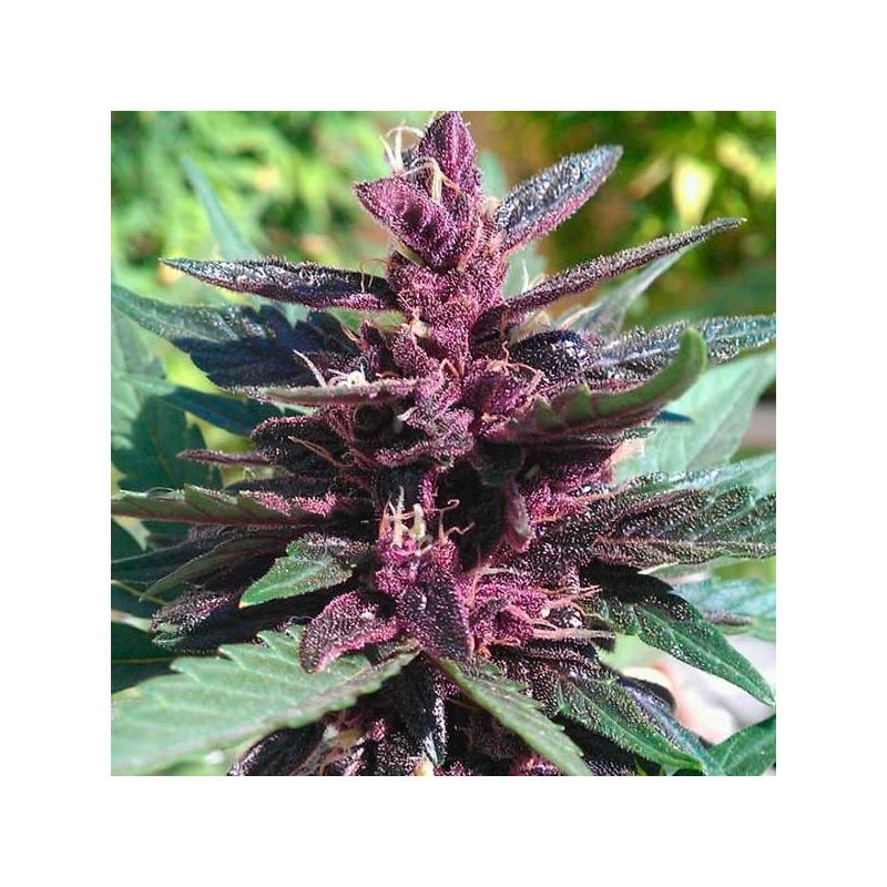 Buddha Purple Kush Autofloreciente Feminizada de Buddha Seeds