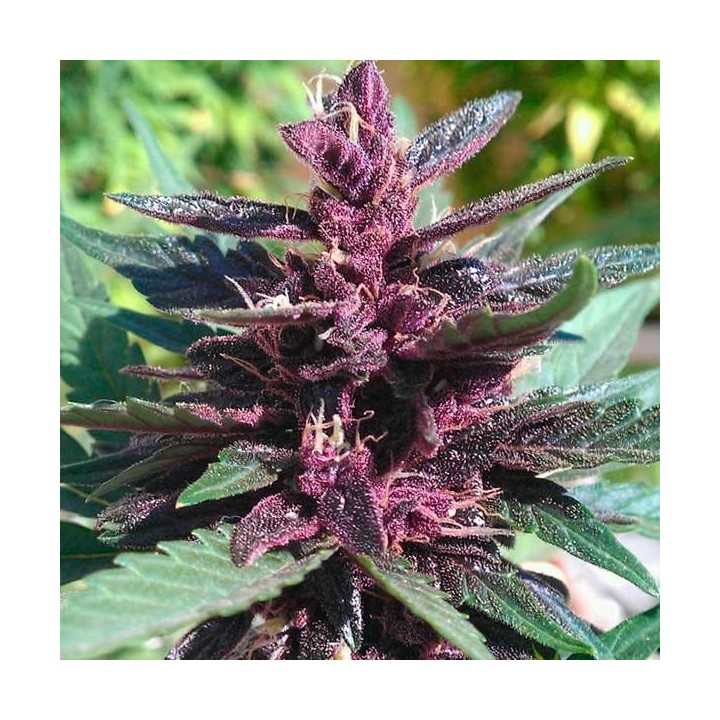 Buddha Purple Kush Autofloreciente Feminizada de Buddha Seeds