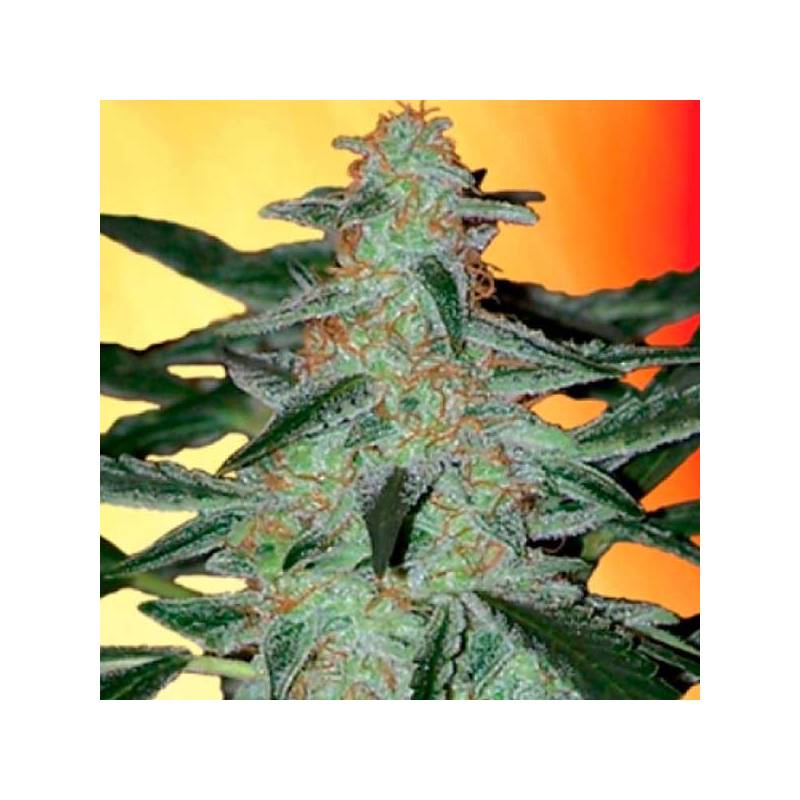 Deimos Autofloreciente Feminizada de Buddha Seeds