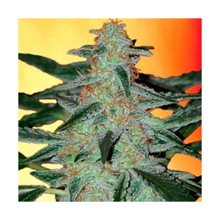 Deimos Autofloreciente Feminizada de Buddha Seeds