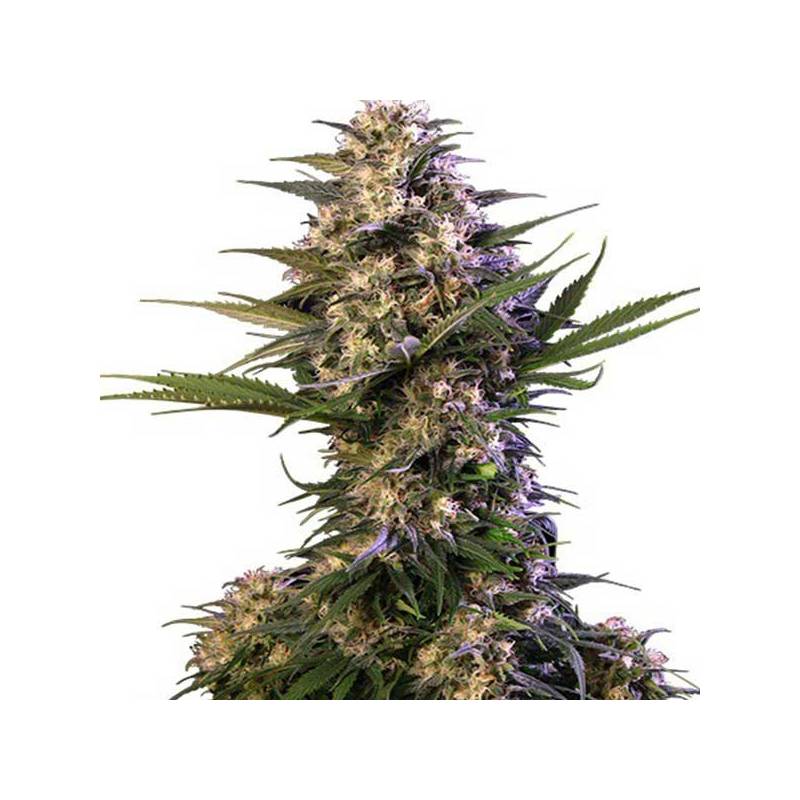 Kraken Autofloreciente Feminizada de Buddha Seeds