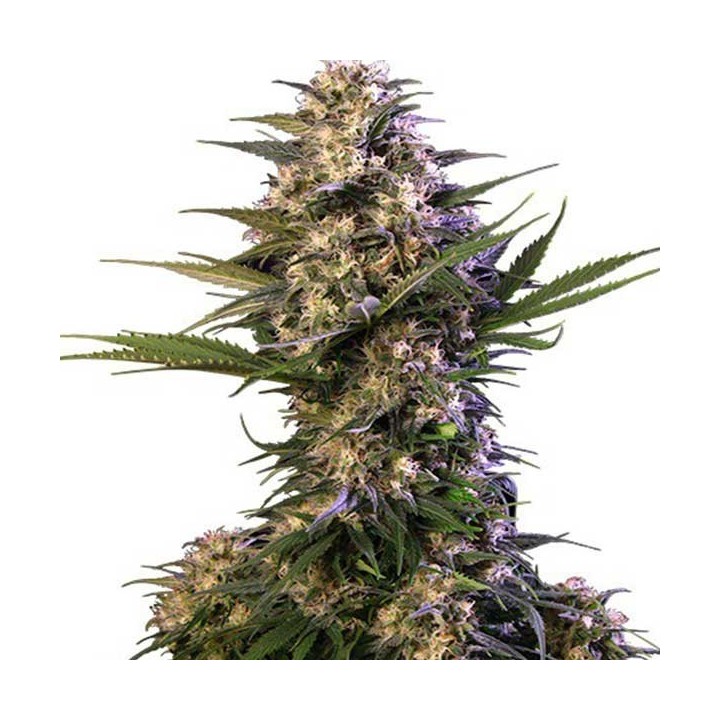 Kraken Autofloreciente Feminizada de Buddha Seeds
