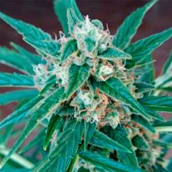 Magnum Autofloreciente Feminizada de Buddha Seeds