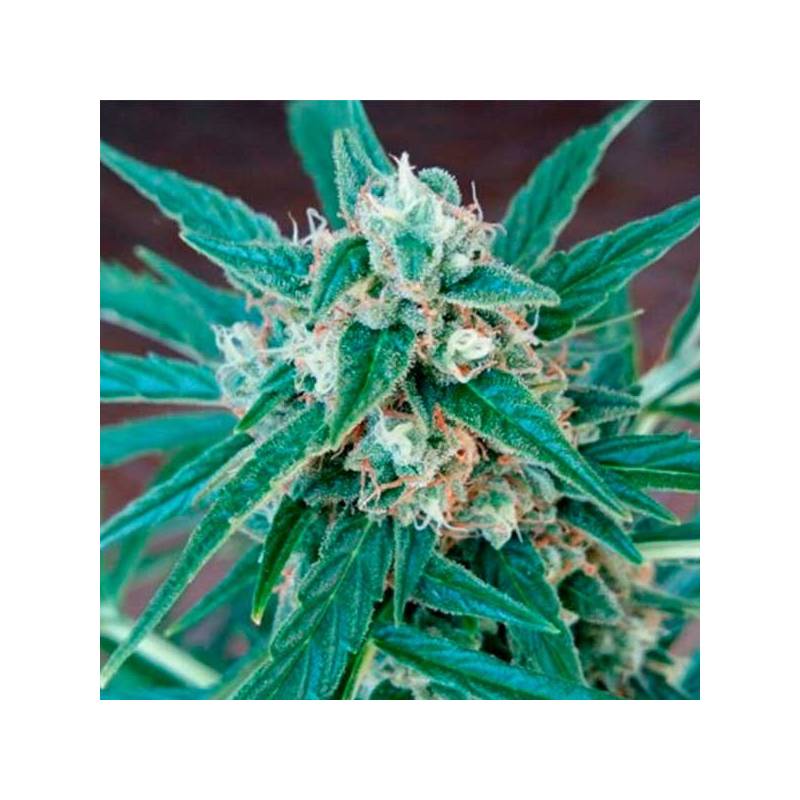 Magnum Autofloreciente Feminizada de Buddha Seeds Magnum Autofloreciente Feminizada de Buddha Seeds