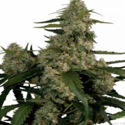 Quasar Autofloreciente Feminizada de Buddha Seeds
