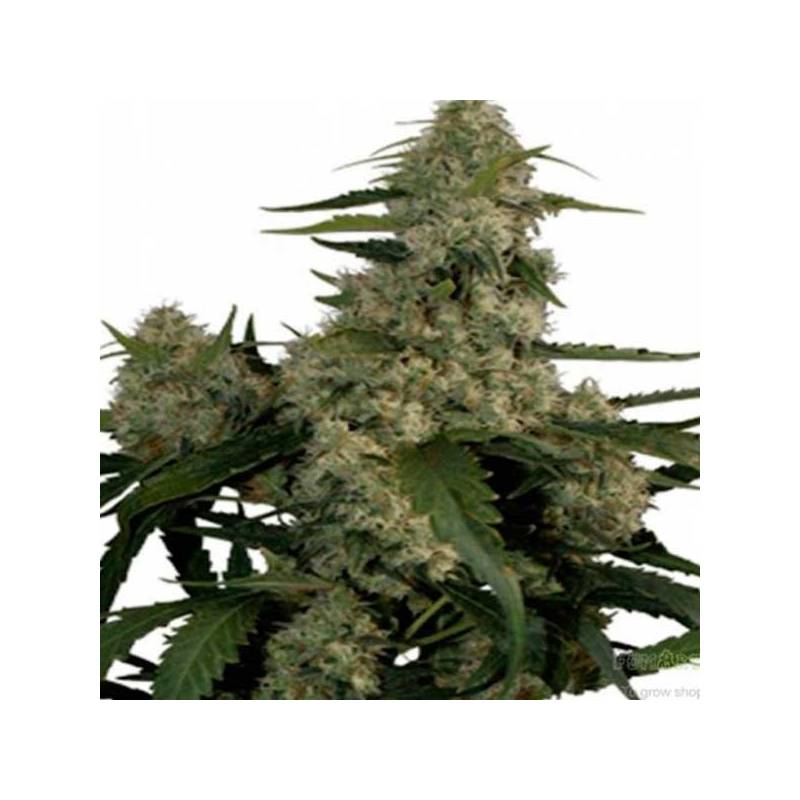 Quasar Autofloreciente Feminizada de Buddha Seeds Quasar Autofloreciente Feminizada de Buddha Seeds