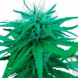 Red Dwarf Autofloreciente Feminizada de Buddha Seeds