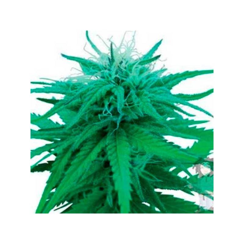 Red Dwarf Autofloreciente Feminizada de Buddha Seeds