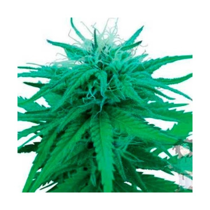 Red Dwarf Autofloreciente Feminizada de Buddha Seeds