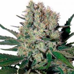 Syrup Autofloreciente Feminizada de Buddha Seeds