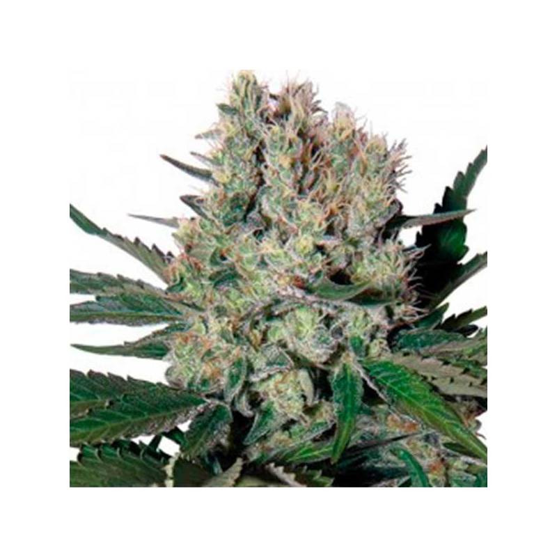 Syrup Autofloreciente Feminizada de Buddha Seeds