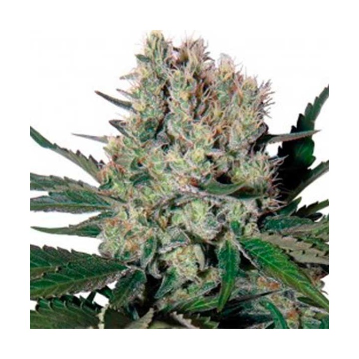 Syrup Autofloreciente Feminizada de Buddha Seeds