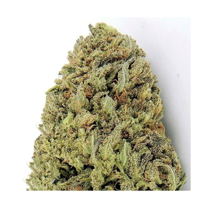 Fast & Vast Autofloreciente Feminizada de Heavyweight Seeds