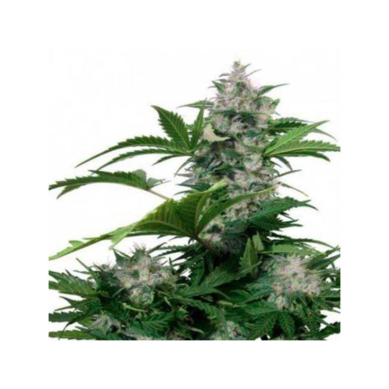 White Dwarf Autofloreciente Feminizada de Buddha Seeds