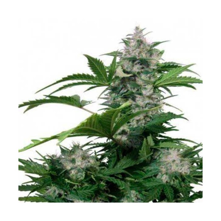 White Dwarf Autofloreciente Feminizada de Buddha Seeds