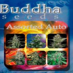 Assorted Mix Autofloreciente Feminizada de Buddha Seeds