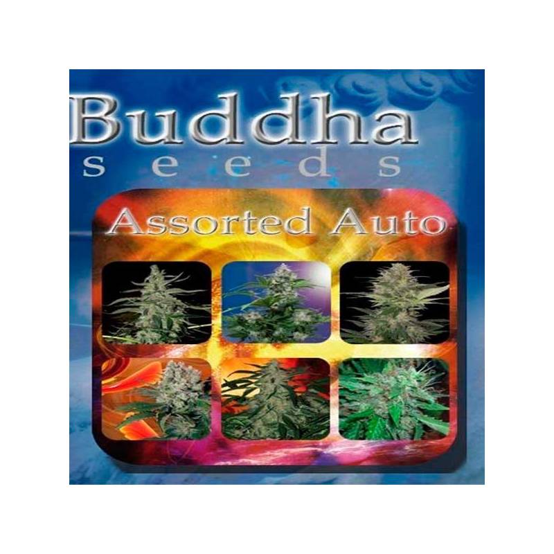 Assorted Mix Autofloreciente Feminizada de Buddha Seeds