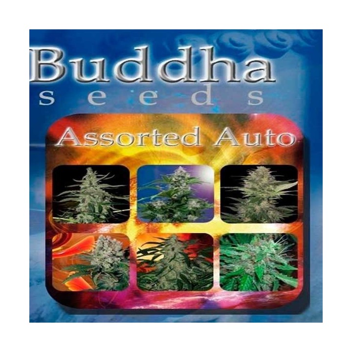 Assorted Mix Autofloreciente Feminizada de Buddha Seeds