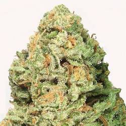 Fruit Punch Feminizada de Heavyweight Seeds