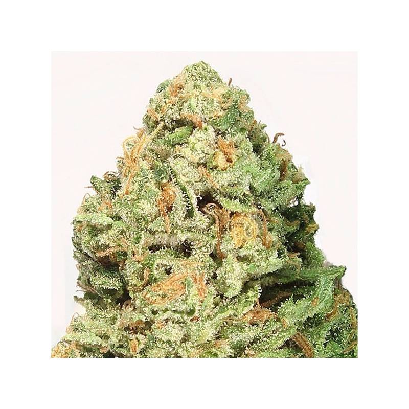 Fruit Punch Feminizada de Heavyweight Seeds