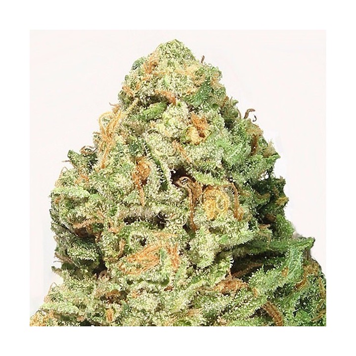 Fruit Punch Feminizada de Heavyweight Seeds