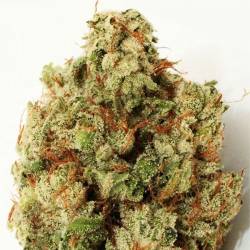 Green Ninja Feminizada de Heavyweight Seeds