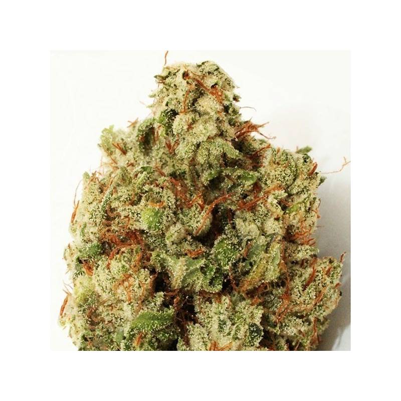 Green Ninja Feminizada de Heavyweight Seeds