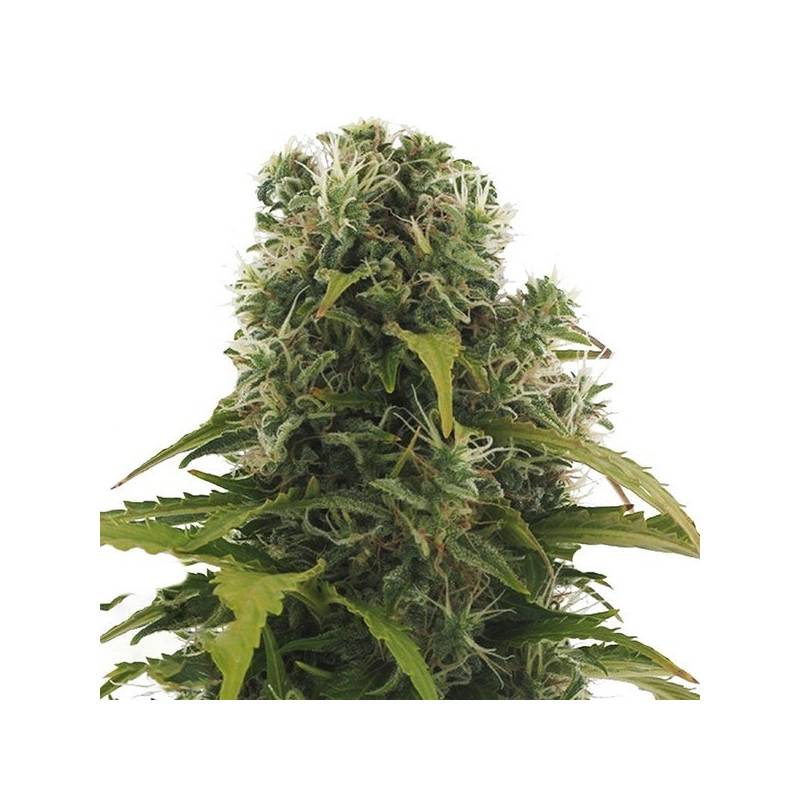 High Density Autofloreciente Feminizada de Heavyweight Seeds