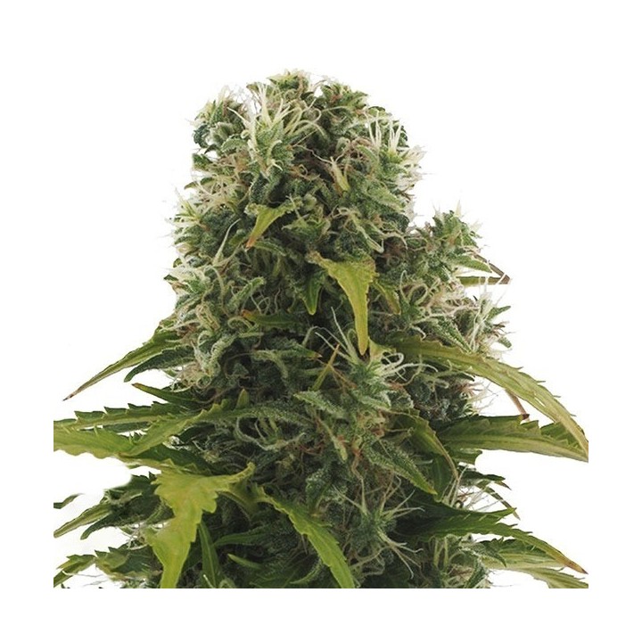 High Density Autofloreciente Feminizada de Heavyweight Seeds