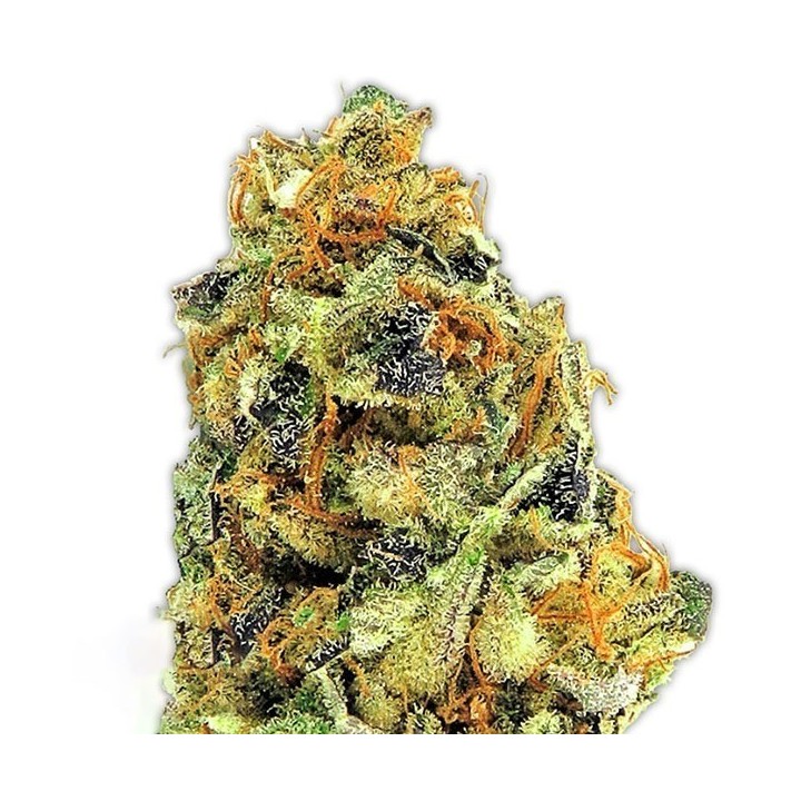 K.O. Kush Feminizada de Heavyweight Seeds