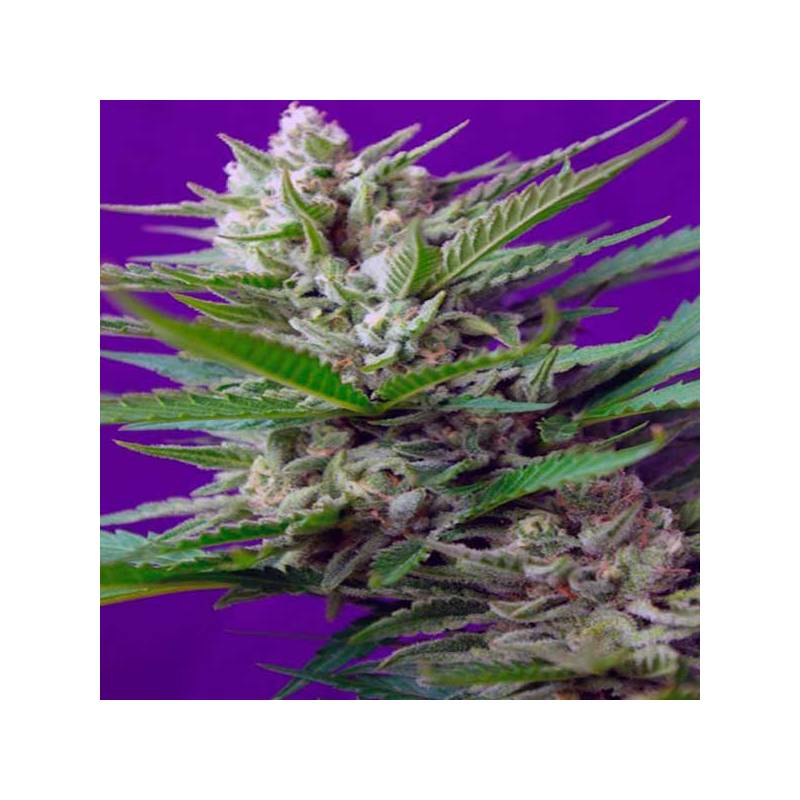 Speed + Autofloreciente Feminizada de Sweet Seeds