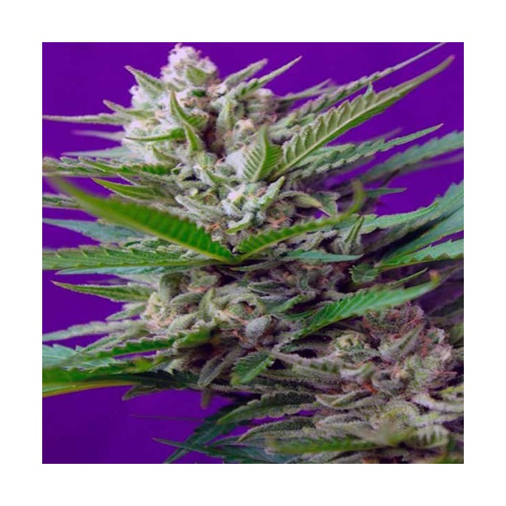 Speed + Autofloreciente Feminizada de Sweet Seeds