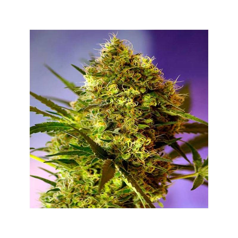 Big Devil Autofloreciente Feminizada de Sweet Seeds