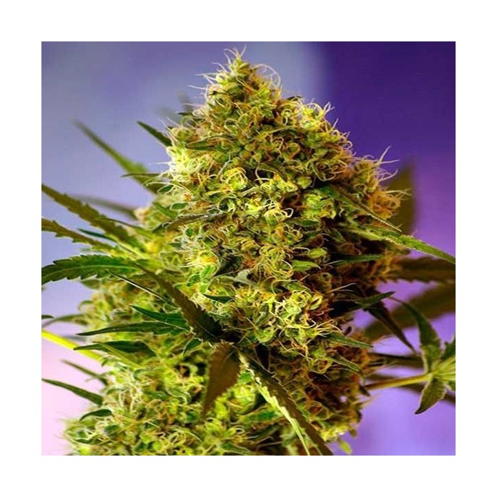 Big Devil Autofloreciente Feminizada de Sweet Seeds