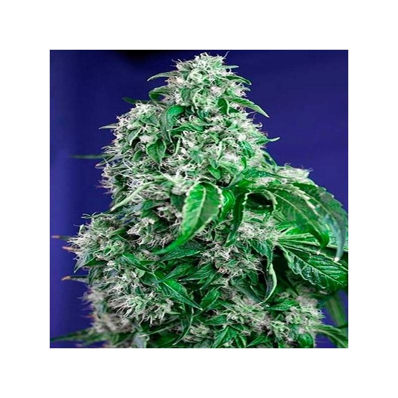 Big Devil F1 Fast Version Feminizada de Sweet Seeds