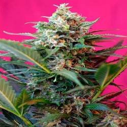 Big Devil XL Autofloreciente Feminizada de Sweet Seeds