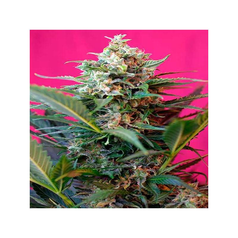 Big Devil XL Autofloreciente Feminizada de Sweet Seeds