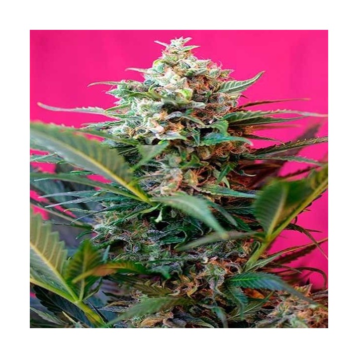 Big Devil XL Autofloreciente Feminizada de Sweet Seeds