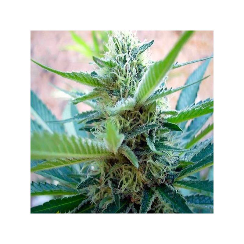 Big Foot Feminizada de Sweet Seeds