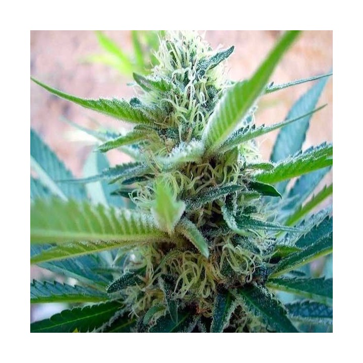 Big Foot Feminizada de Sweet Seeds
