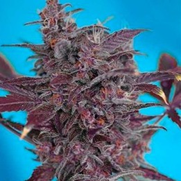 Black Cream Autofloreciente Feminizada de Sweet Seeds