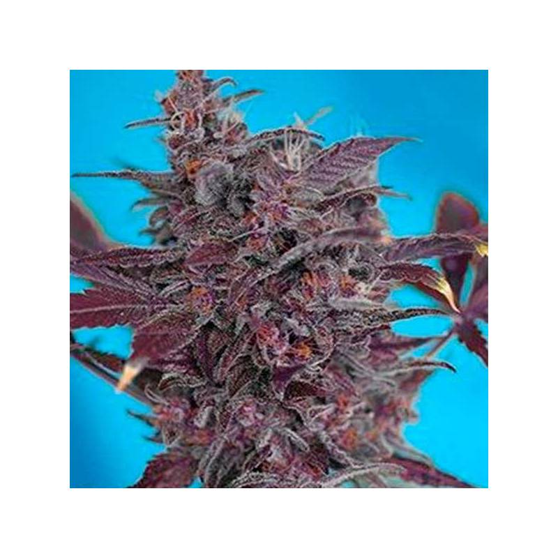 Black Cream Autofloreciente Feminizada de Sweet Seeds