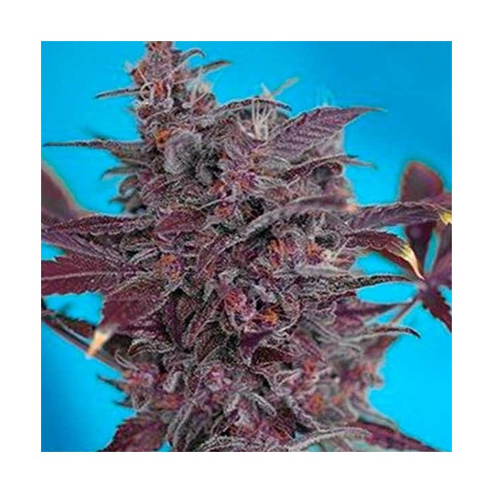 Black Cream Autofloreciente Feminizada de Sweet Seeds