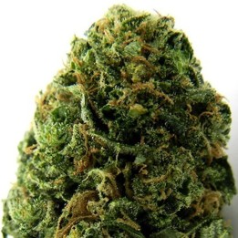 Massive Midget Autofloreciente Feminizada de Heavyweight Seeds