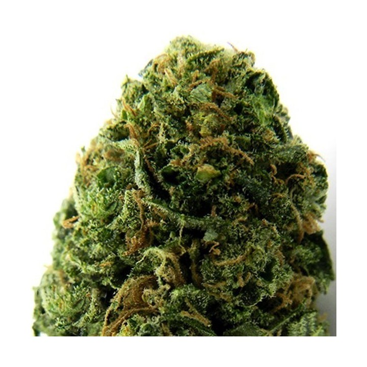 Massive Midget Autofloreciente Feminizada de Heavyweight Seeds