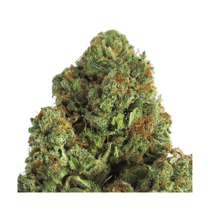 Midnight Mass Feminizada de Heavyweight Seeds