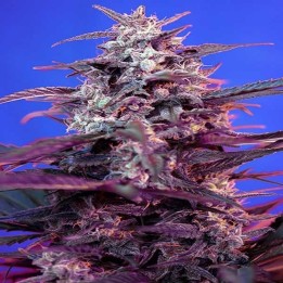 Bloody Skunk Autofloreciente Feminizada de Sweet Seeds