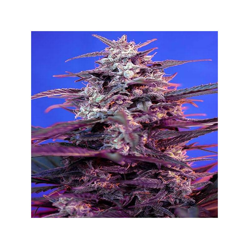 Bloody Skunk Autofloreciente Feminizada de Sweet Seeds