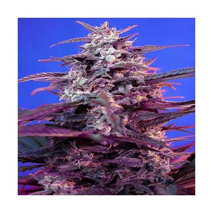 Bloody Skunk Autofloreciente Feminizada de Sweet Seeds